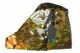Iridescent Ammolite (Fossil Ammonite Shell) - Alberta, Canada #143634-1